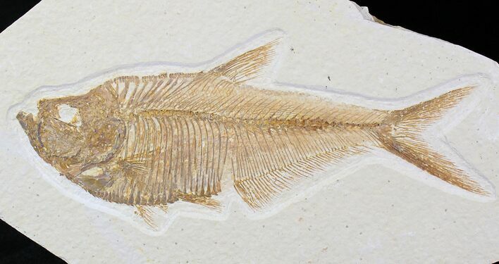 Detailed Diplomystus Fish Fossil From Wyoming #21924